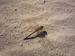 Anax ephippiger
