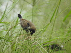 Spermestes cucullata scutata