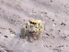 Carrhotus viduus
