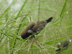 Spermestes cucullata scutata