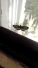 Anthanassa tulcis