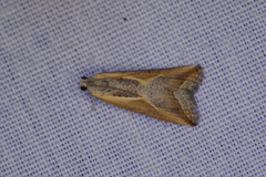 Arotrophora arcuatalis