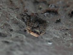 Carrhotus viduus