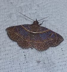 Antiblemma fuscireticulata