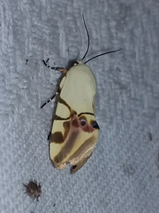 Eusceptis irretita