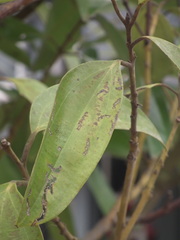 Cinnamomum burmanni