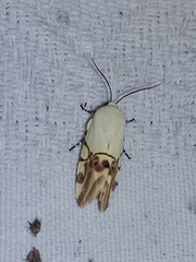 Eusceptis irretita