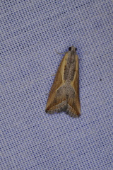 Arotrophora arcuatalis