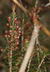 Erica vagans