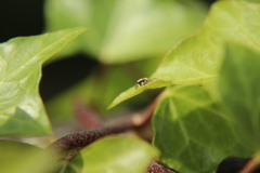 Heliophanus tribulosus