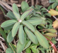 Euphorbia epithymoides