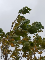 Populus × canadensis