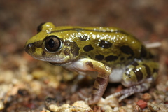 Kassina senegalensis