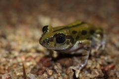 Kassina senegalensis