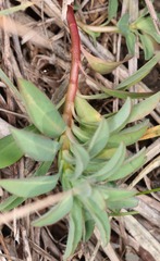 Euphorbia epithymoides