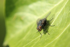 Calliphora