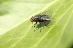 Calliphora