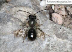 Osmia