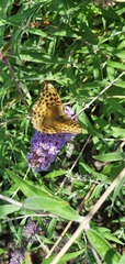 Argynnis paphia