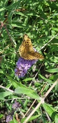 Argynnis paphia