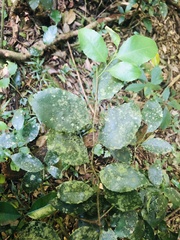 Maytenus undata