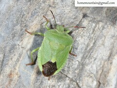 Palomena viridissima