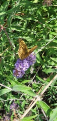 Argynnis paphia