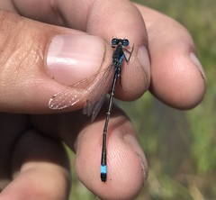 Ischnura fountaineae