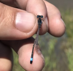 Ischnura fountaineae