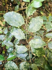 Maytenus undata