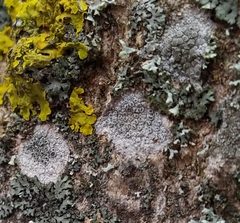 Lecanora carpinea