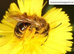 Andrena knuthiformis
