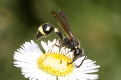 Eumenes