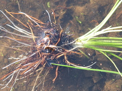Isoetes triangula