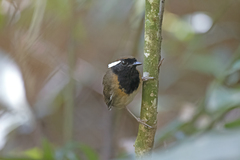 Conopophaga snethlageae