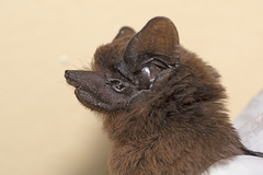 Peropteryx