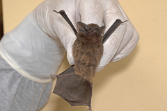 Peropteryx