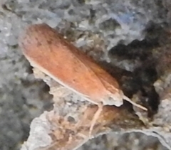 Lepidoptera
