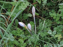 Crocus biflorus