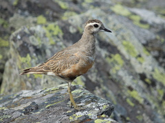 Charadrius morinellus