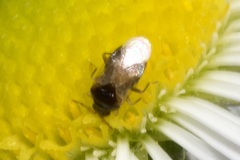 Anthocoridae