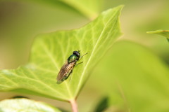 Chloromyia formosa