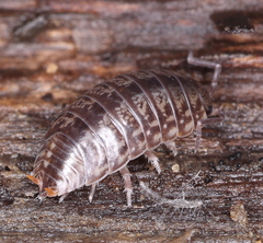 Porcellio gallicus