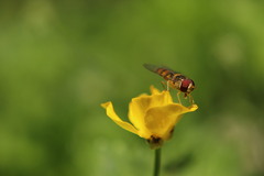 Episyrphus balteatus