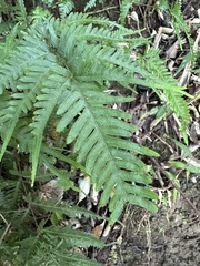 Pteris dispar