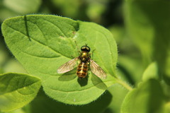 Chloromyia formosa