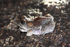 Tomopterna marmorata