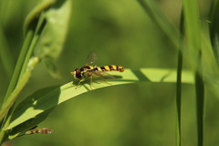 Sphaerophoria scripta