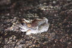 Tomopterna marmorata