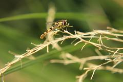 Sphaerophoria scripta